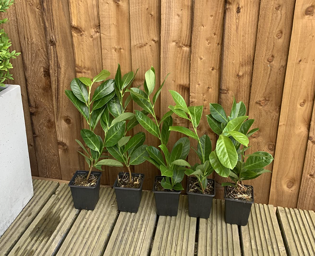 100×(30-45cm) tall Cherry Laurel Hedging  Strong Evergreen Plants Supplied Potted Not Bareroot