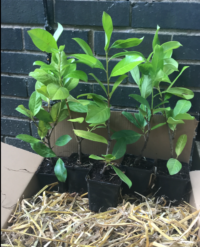 900 Cherry Laurel Hedging 30-45cm Tall Strong Evergreen Plants Supplied Potted Not Bareroot