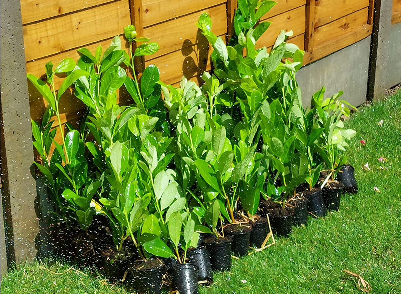 5×(30-35cm) tall Cherry Laurel hedging Strong Evergreen Plants Supplied Potted Not Bareroot