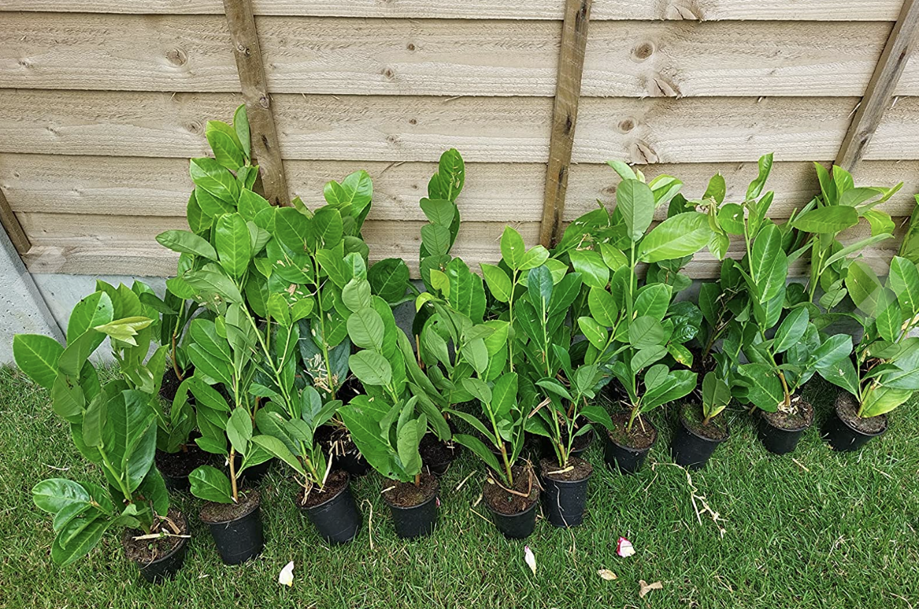 100×(30-45cm) tall Cherry Laurel Hedging  Strong Evergreen Plants Supplied Potted Not Bareroot