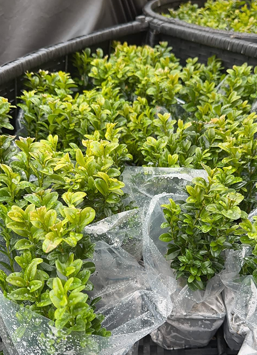 50 x Buxus Sempervirens (Box Hedging) Evergreen 15-25cm in 9cm Pot