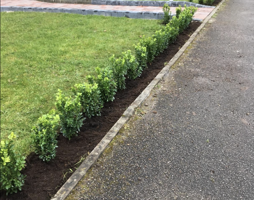 50 x Buxus Sempervirens (Box Hedging) Evergreen 15-25cm in 9cm Pot