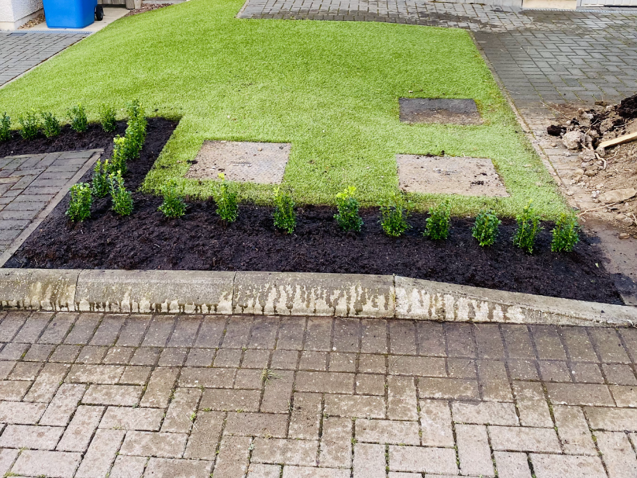 50 x Buxus Sempervirens (Box Hedging) Evergreen 15-25cm in 9cm Pot