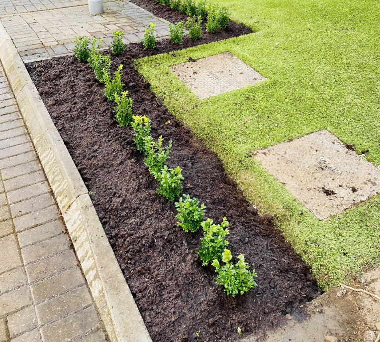 50 x Buxus Sempervirens (Box Hedging) Evergreen 15-25cm in 9cm Pot