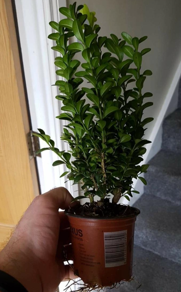 50 x Buxus Sempervirens (Box Hedging) Evergreen 15-25cm in 9cm Pot