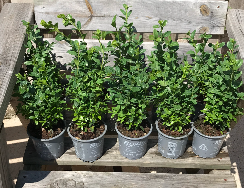 50 x Buxus Sempervirens (Box Hedging) Evergreen 15-25cm in 9cm Pot