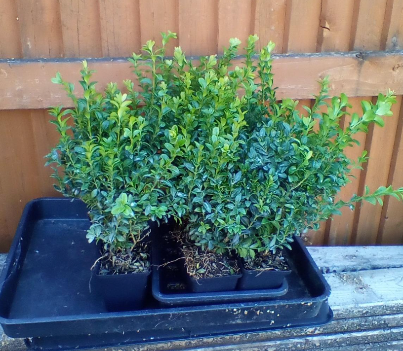 50 x Buxus Sempervirens (Box Hedging) Evergreen 15-25cm in 9cm Pot