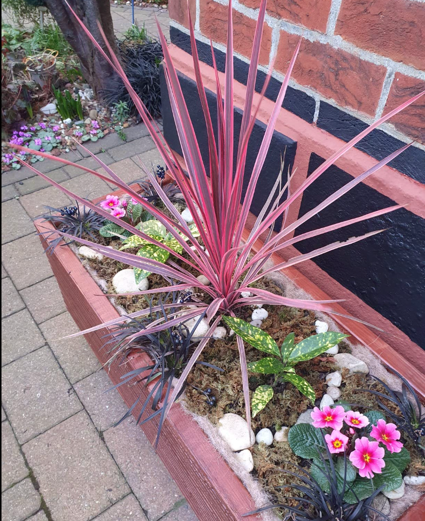 Cordyline australis Charlie Boy-Cabbage Palm Plant in 2 L pot