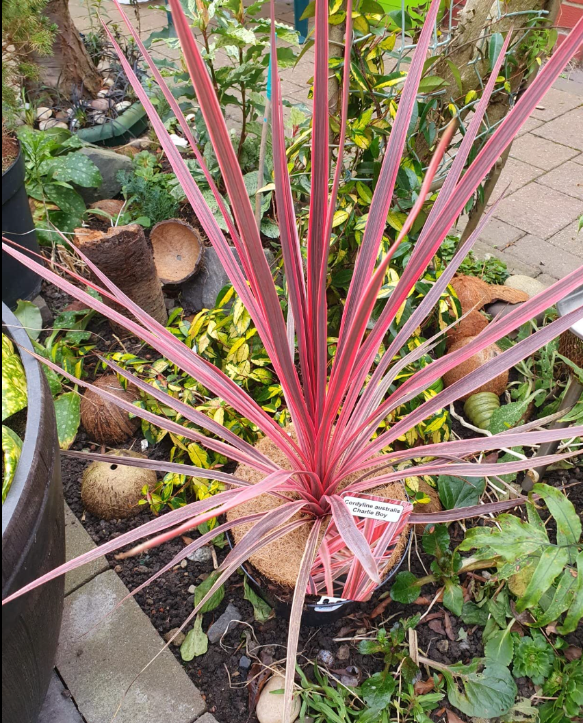 Cordyline australis Charlie Boy-Cabbage Palm Plant in 2 L pot