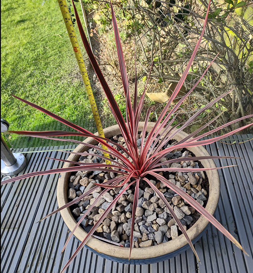 Cordyline australis Charlie Boy-Cabbage Palm Plant in 2 L pot