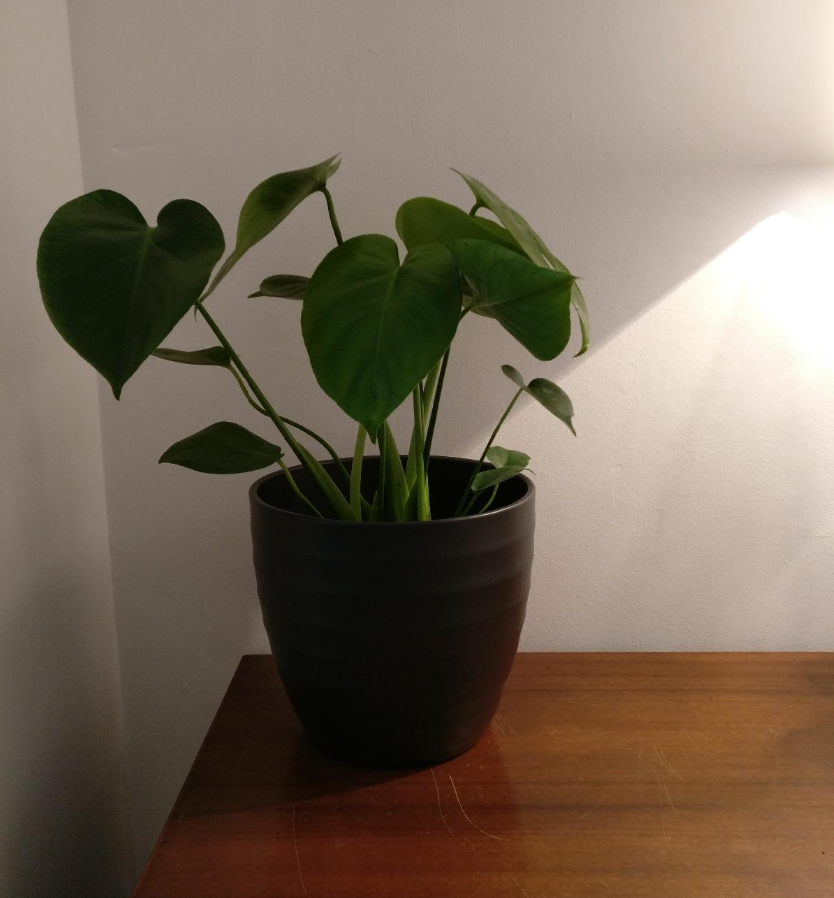 Indoor 30-40cm Potted Monstera Deliciosa Swiss Cheese Plant