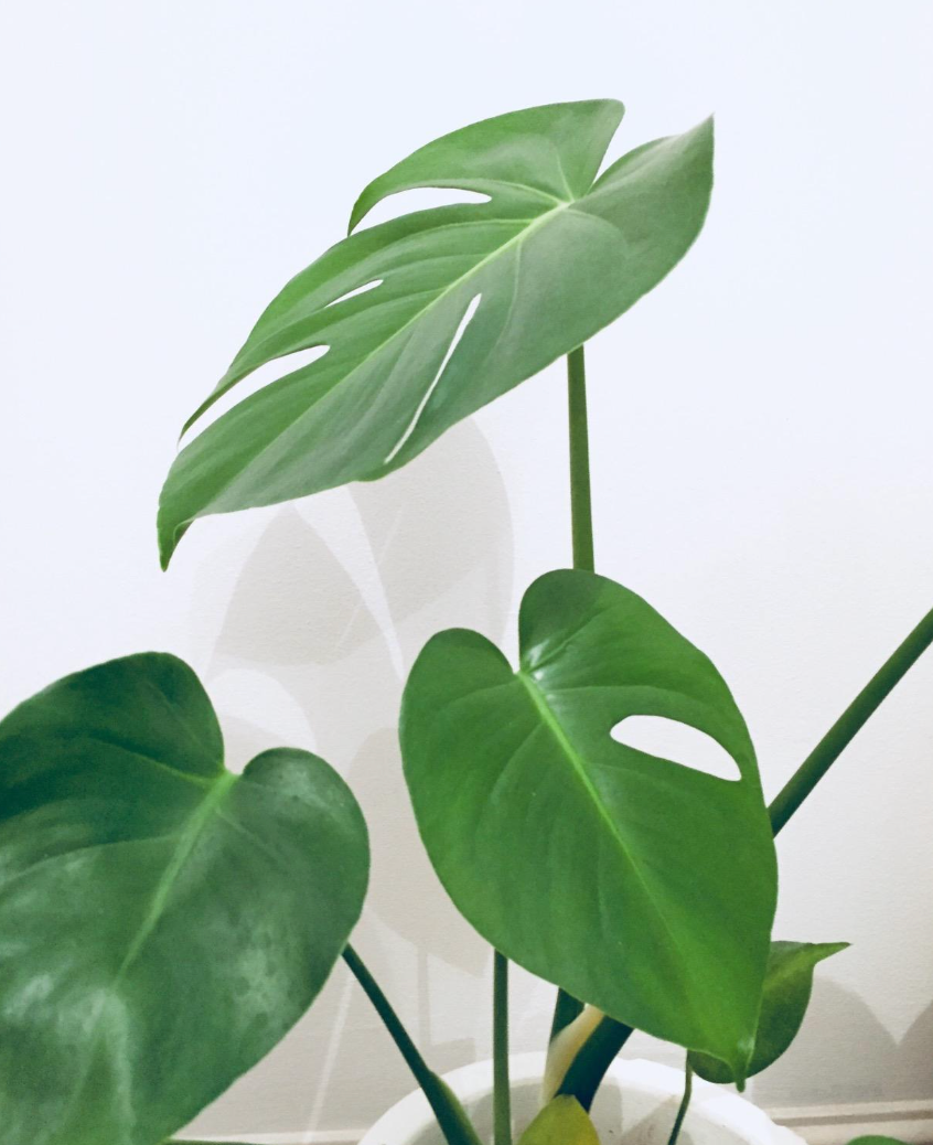 Indoor 30-40cm Potted Monstera Deliciosa Swiss Cheese Plant