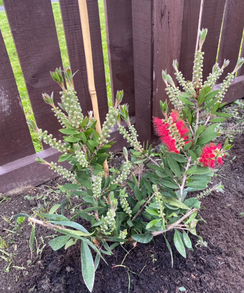 Callistemon Bottlebrush Plant 30cm Tall - Exotic Patio Plant for Gardens