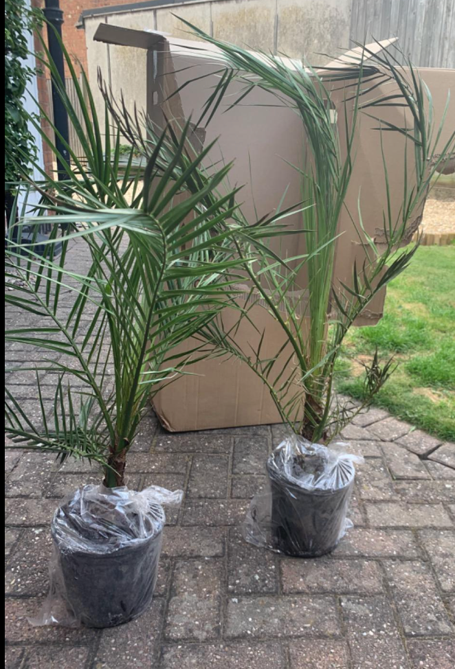 Hardy Phoenix Palm, 2 Trees 60-80cm 15cm pot Tall Pot Exotic Patio Plants