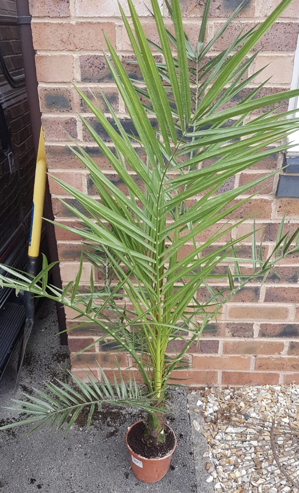 Hardy Phoenix Palm, 2 Trees 60-80cm 15cm pot Tall Pot Exotic Patio Plants