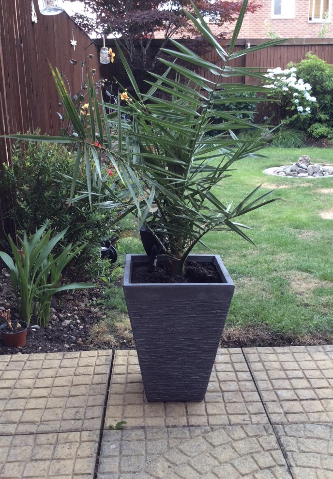 Hardy Phoenix Palm, 2 Trees 60-80cm 15cm pot Tall Pot Exotic Patio Plants