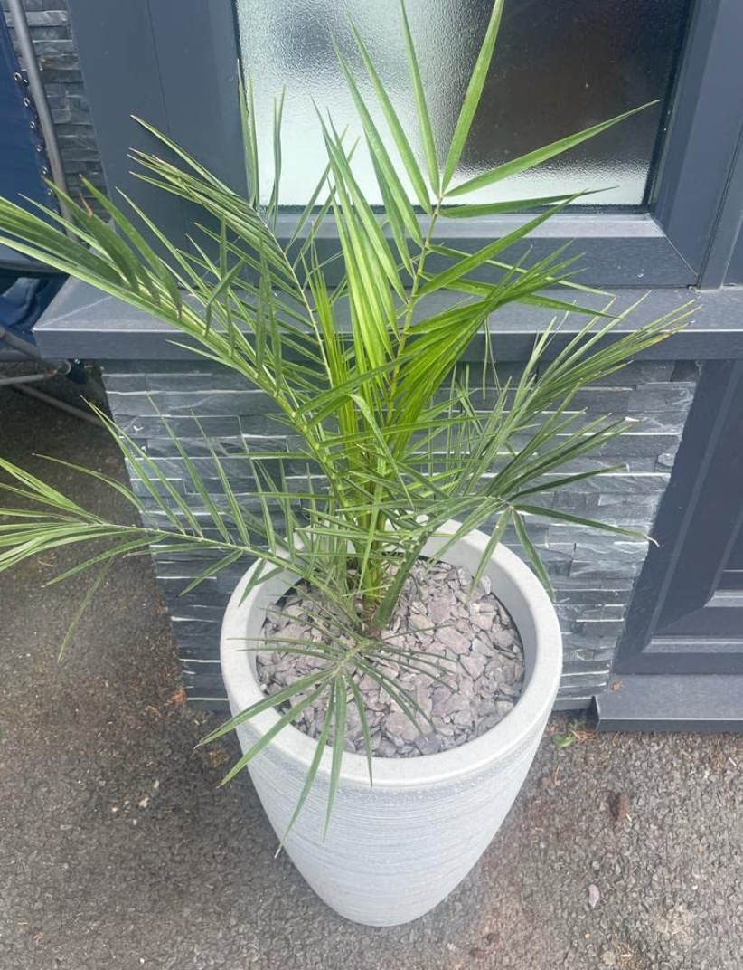 Hardy Phoenix Palm, 2 Trees 60-80cm 15cm pot Tall Pot Exotic Patio Plants