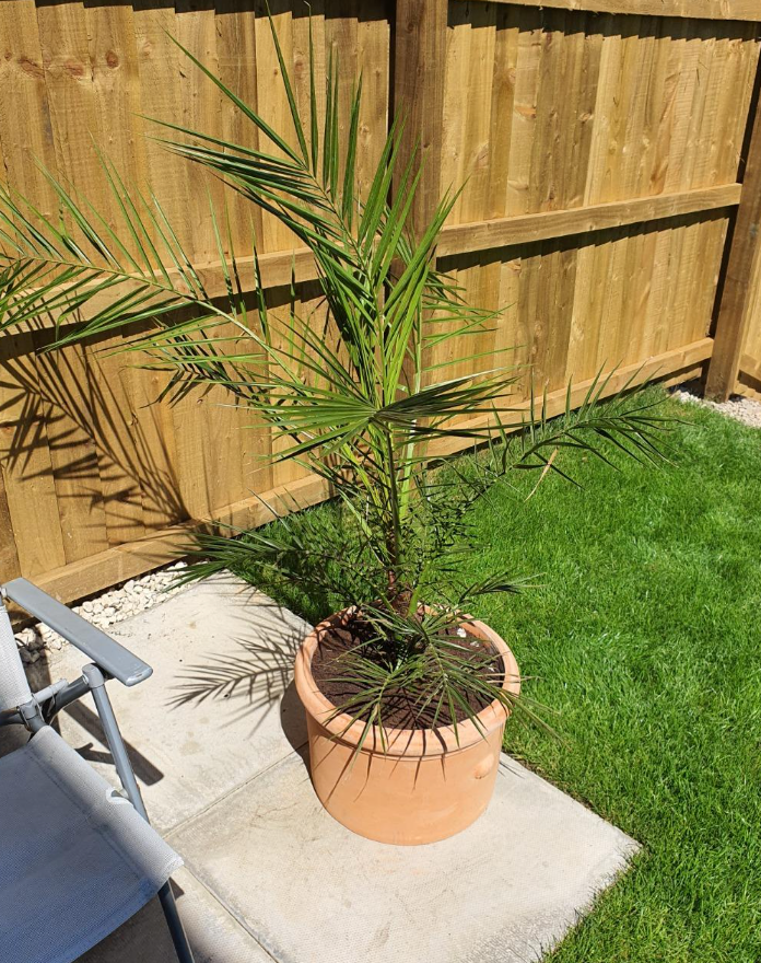 Hardy Phoenix Palm, 2 Trees 60-80cm 15cm pot Tall Pot Exotic Patio Plants