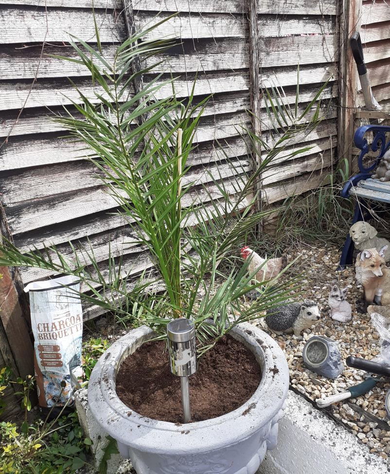 Hardy Phoenix Palm, 2 Trees 60-80cm 15cm pot Tall Pot Exotic Patio Plants