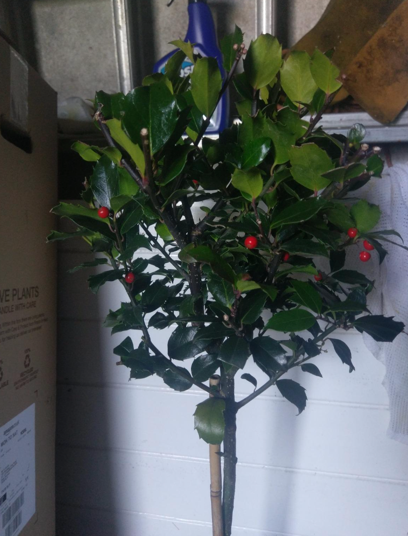 Holly Tree Standards with Real Berries