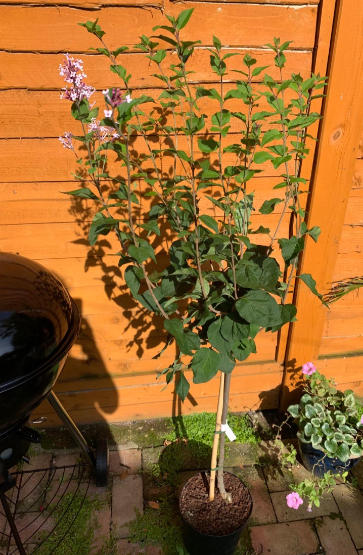 Large 80 cm tall Dwarf Korean Lilac Trees Syringa Palibin Standard Tree in Pots