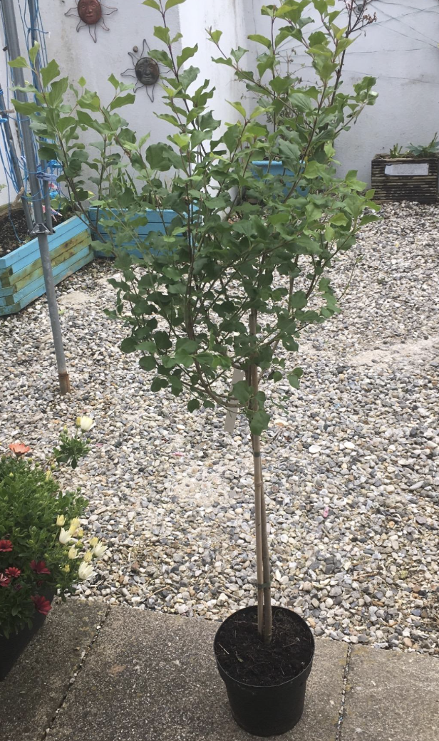 Large 80 cm tall Dwarf Korean Lilac Trees Syringa Palibin Standard Tree in Pots