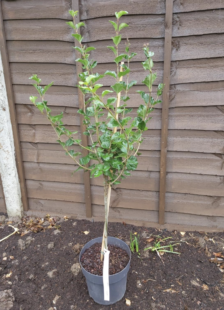 Large 80 cm tall Dwarf Korean Lilac Trees Syringa Palibin Standard Tree in Pots