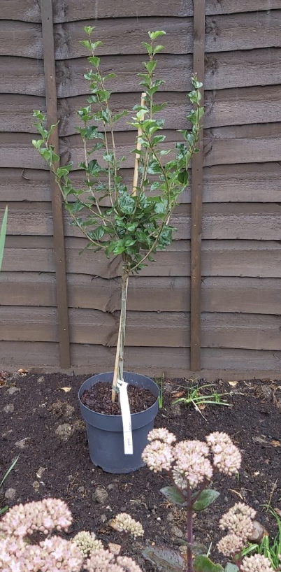 Large 80 cm tall Dwarf Korean Lilac Trees Syringa Palibin Standard Tree in Pots