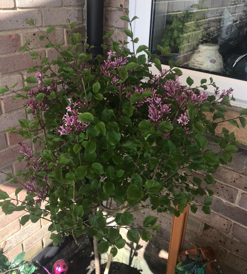 Large 80 cm tall Dwarf Korean Lilac Trees Syringa Palibin Standard Tree in Pots