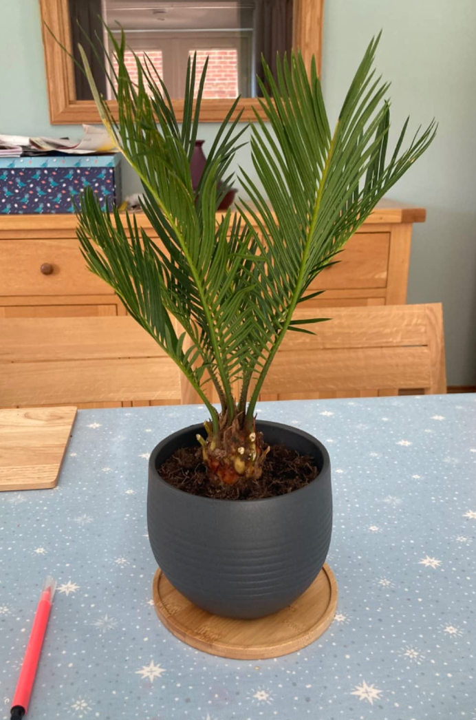 Cycas Revoluta | Indoor 30-40cm Potted Sago Palm | Houseplants for Sale