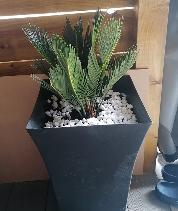 Cycas Revoluta | Indoor 30-40cm Potted Sago Palm | Houseplants for Sale