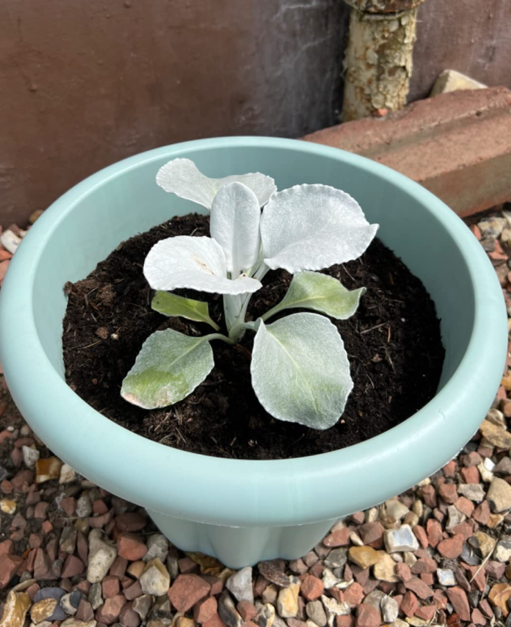 Senecio Angel Wings | Striking Evergreen Perennial | Flowering Garden Plant (10-20cm Incl. Pot)