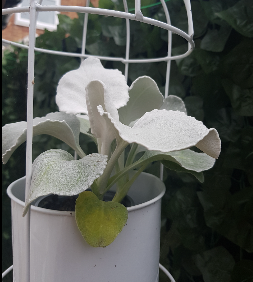 Senecio Angel Wings | Striking Evergreen Perennial | Flowering Garden Plant (10-20cm Incl. Pot)