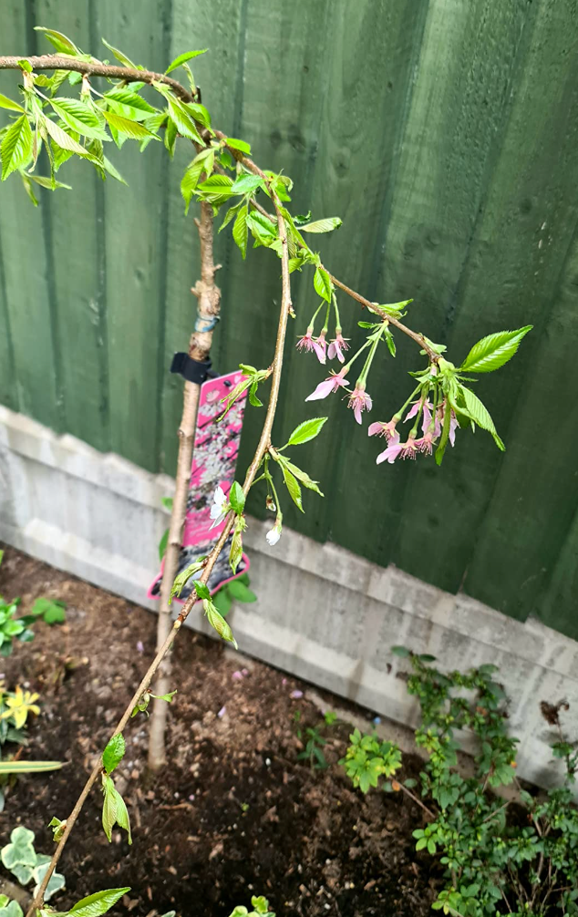 Prunus Ivensii | Yoshino Cherry Ornamental Patio Trees for Small Gardens & Patio (70-80cm (Incl. Pot))