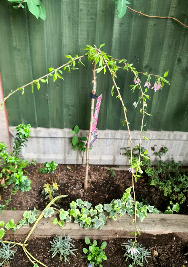 Prunus Ivensii | Yoshino Cherry Ornamental Patio Trees for Small Gardens & Patio (70-80cm (Incl. Pot))