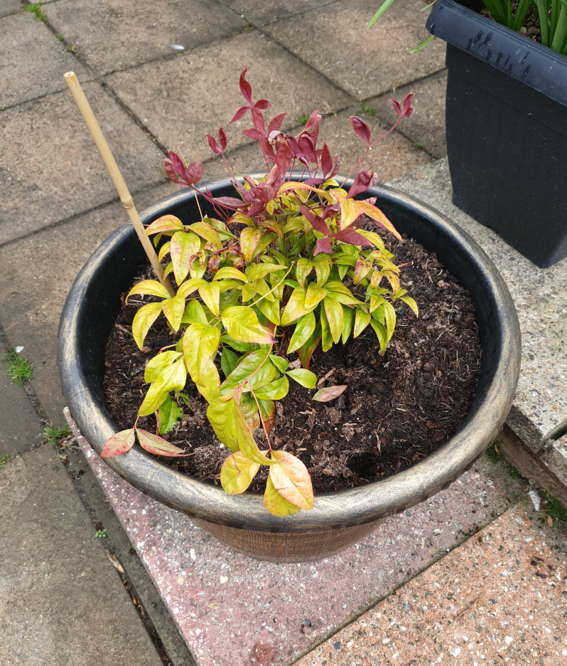 Nandina domestica (Heavenly Bamboo Plant) in a 2L Pot