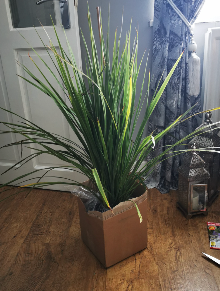 Cordyline Australis Green Plant 80-100cm Tall