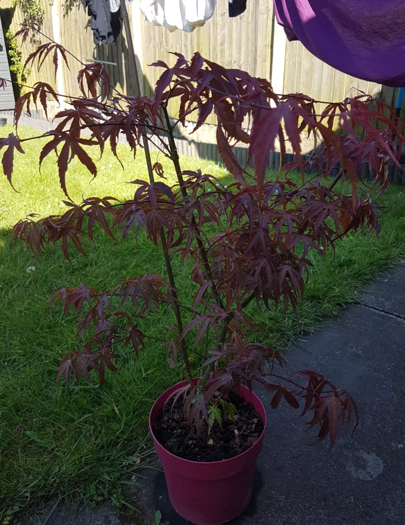 Acer Palmatum 'Shirazz' Japanese Maple Tree 3L Pot 25-30cm