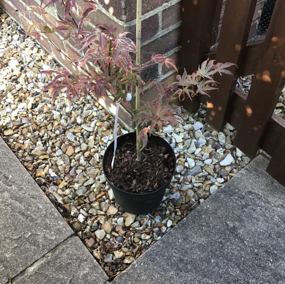 Acer Palmatum 'Shirazz' Japanese Maple Tree 3L Pot 25-30cm