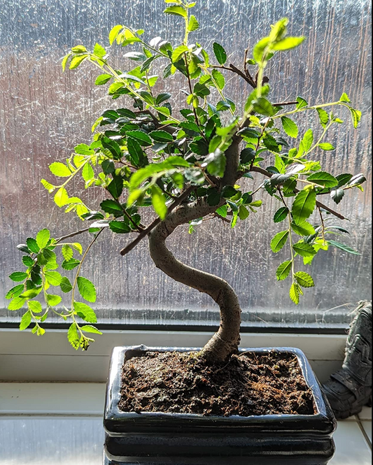 Bonsai Elm parvifolia S Style 7 yr - 1 tree