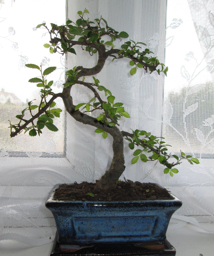 Bonsai Elm parvifolia S Style 7 yr - 1 tree