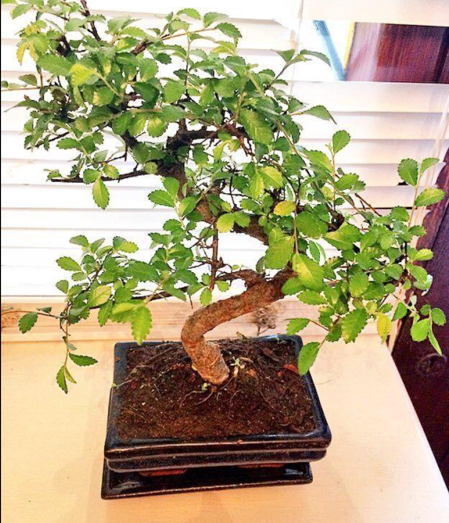 Bonsai Elm parvifolia S Style 7 yr - 1 tree