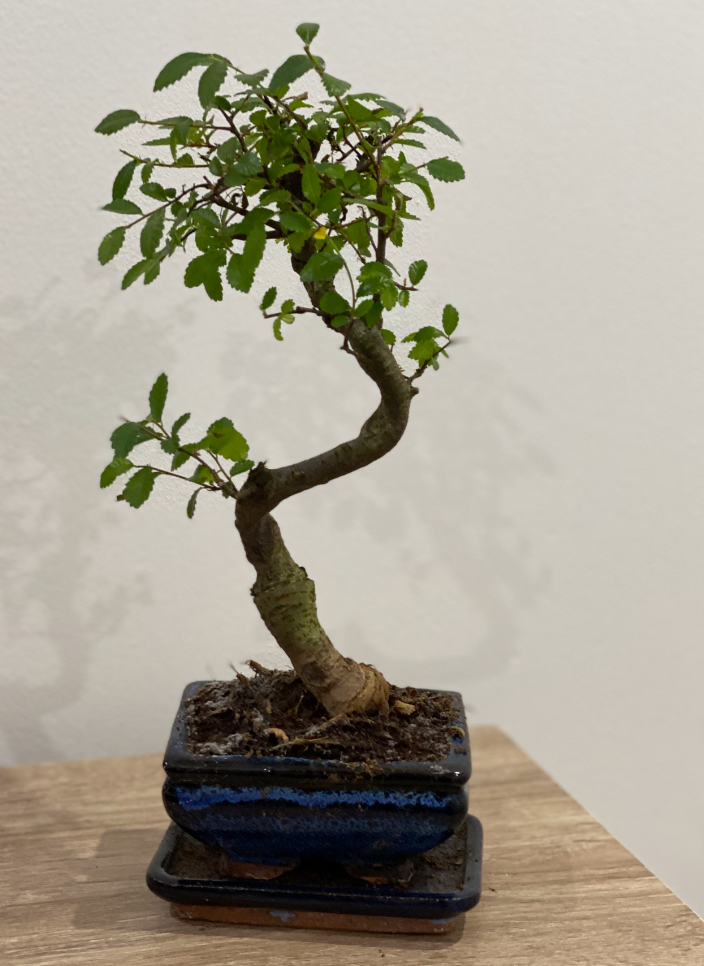 Bonsai Elm parvifolia S Style 7 yr - 1 tree