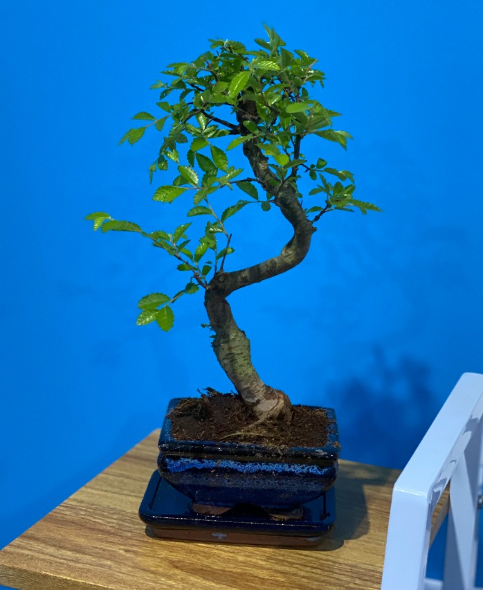 Bonsai Elm parvifolia S Style 7 yr - 1 tree