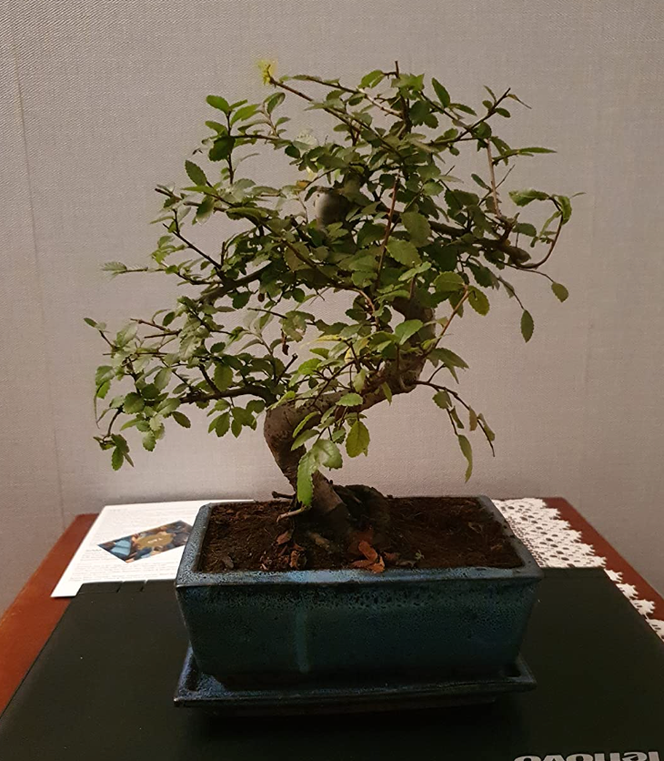 Bonsai Elm parvifolia S Style 7 yr - 1 tree