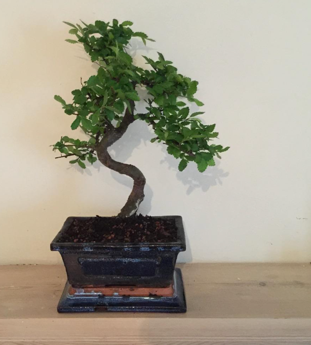 Bonsai Elm parvifolia S Style 7 yr - 1 tree