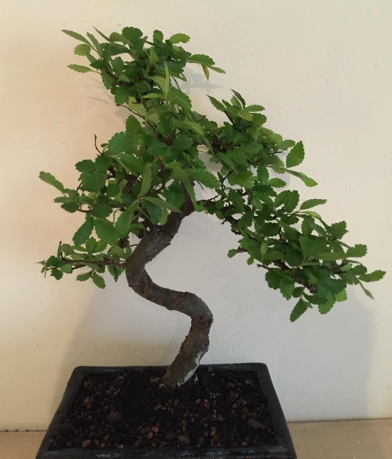 Bonsai Elm parvifolia S Style 7 yr - 1 tree