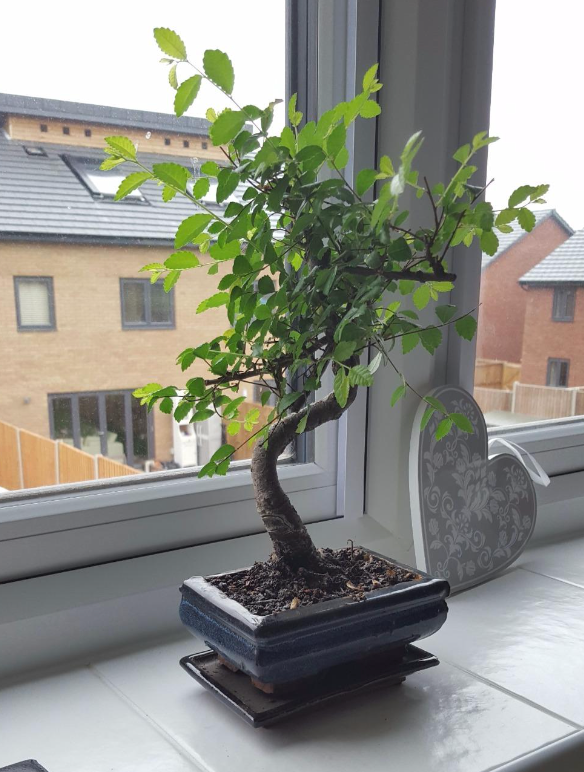 Bonsai Elm parvifolia S Style 7 yr - 1 tree