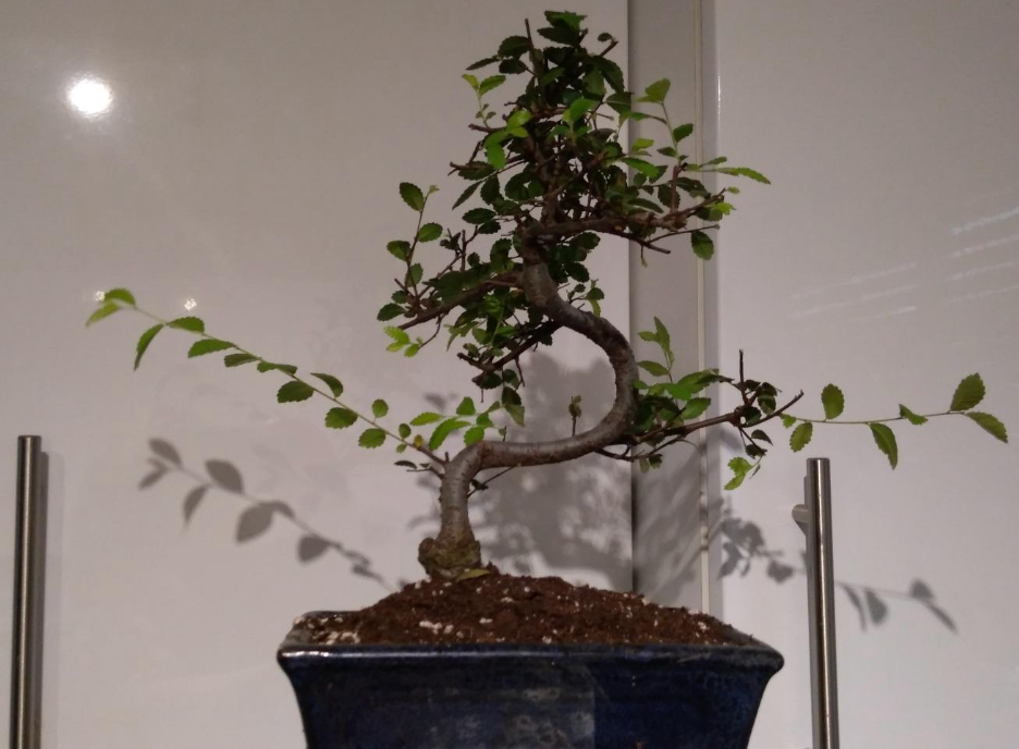 Bonsai Elm parvifolia S Style 7 yr - 1 tree