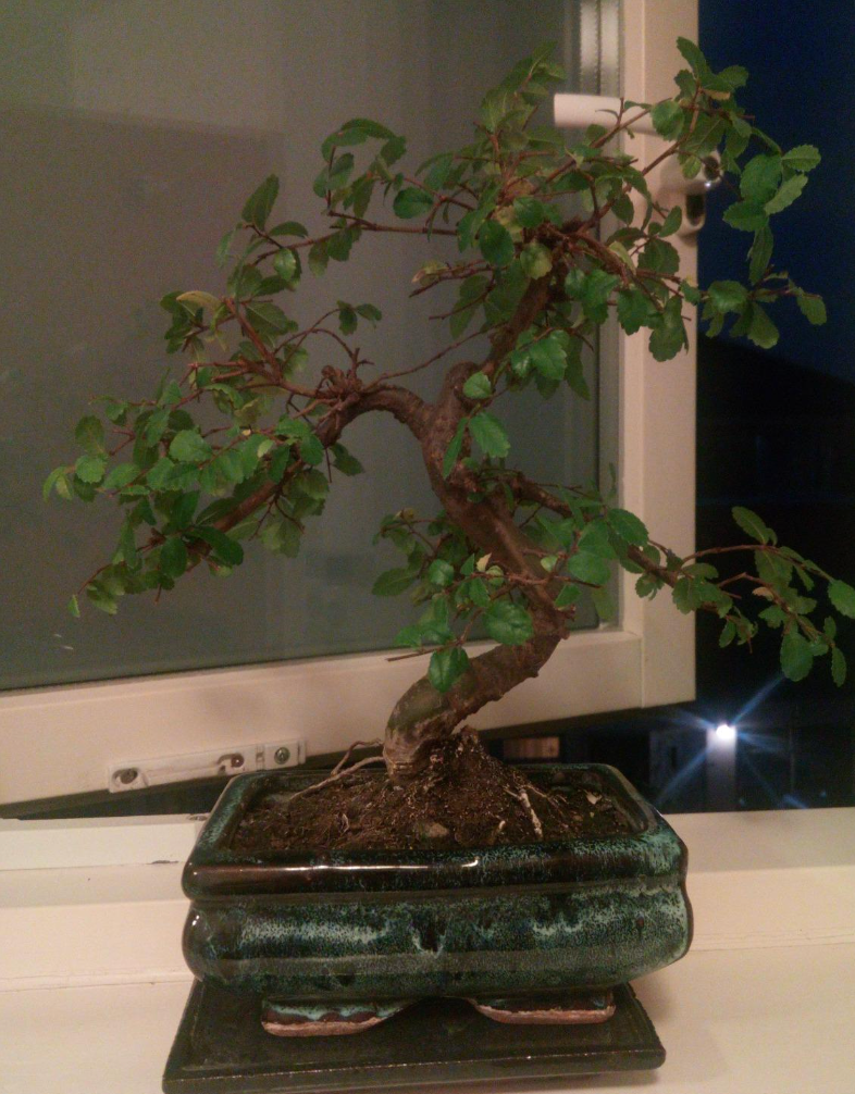 Bonsai Elm parvifolia S Style 7 yr - 1 tree